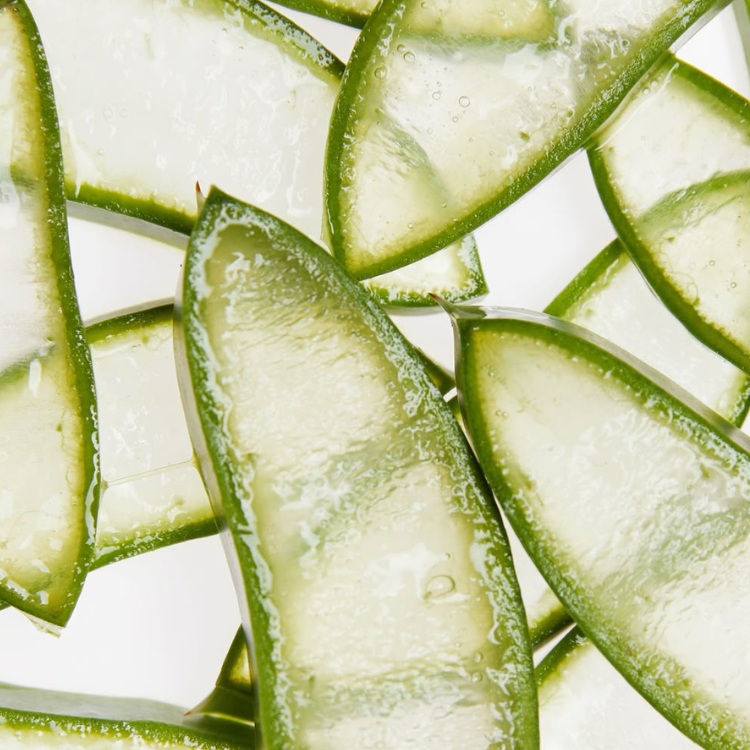 Aloe vera
